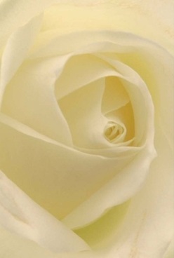 This close-up of a creamy white rose, set against a backdrop as serene as the leafy lanes of Barnsbury Park, reveals an inner world of grace. Each petal glows softly, unfurling from a perfectly spiraled center in gentle, harmonious curves. There's an inviting, velvety finish to every fold, and the shimmer of diffused daylight wraps the petals in cream and ivory-tones reminiscent of the understated elegance often found in Islington's cherished corners. The image conveys more than visual beauty; it's a tactile invitation, as if you could reach out from the cobbles of Liverpool Road and feel the silken edges beneath your hand. The rose's form suggests quiet celebration or the start of something new; perhaps it's destined for an anniversary bouquet or given as a deeply thoughtful gesture of love. Its tranquil allure, masterfully captured, speaks to a tradition of quality, echoing the standard set by Barnsbury's own flower artisans. Hints of fragrance seem to linger in the air-a gentle, unobtrusive perfume that calms and uplifts, just like a peaceful moment enjoyed amidst the historic terraces nearby. The craftsmanship evident in this flower resonates with those who value authenticity and sincerity, making it an ideal choice for marking cherished occasions.